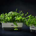 thumbnail image 2 of Cole & Mason Burwell Self-Watering Potted Herb Keeper Triple, 2 of 12