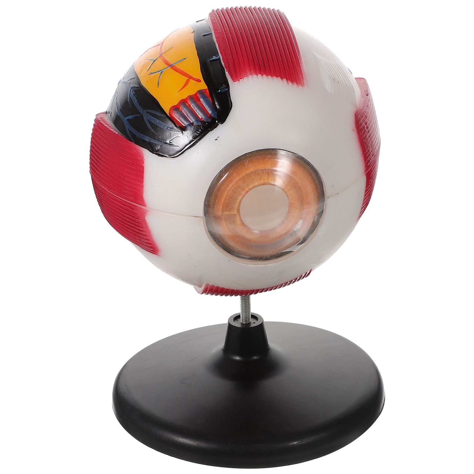 Eye Anatomy Model 6X Enlarged Eyeball Model Human Eyeball Anatomy Model