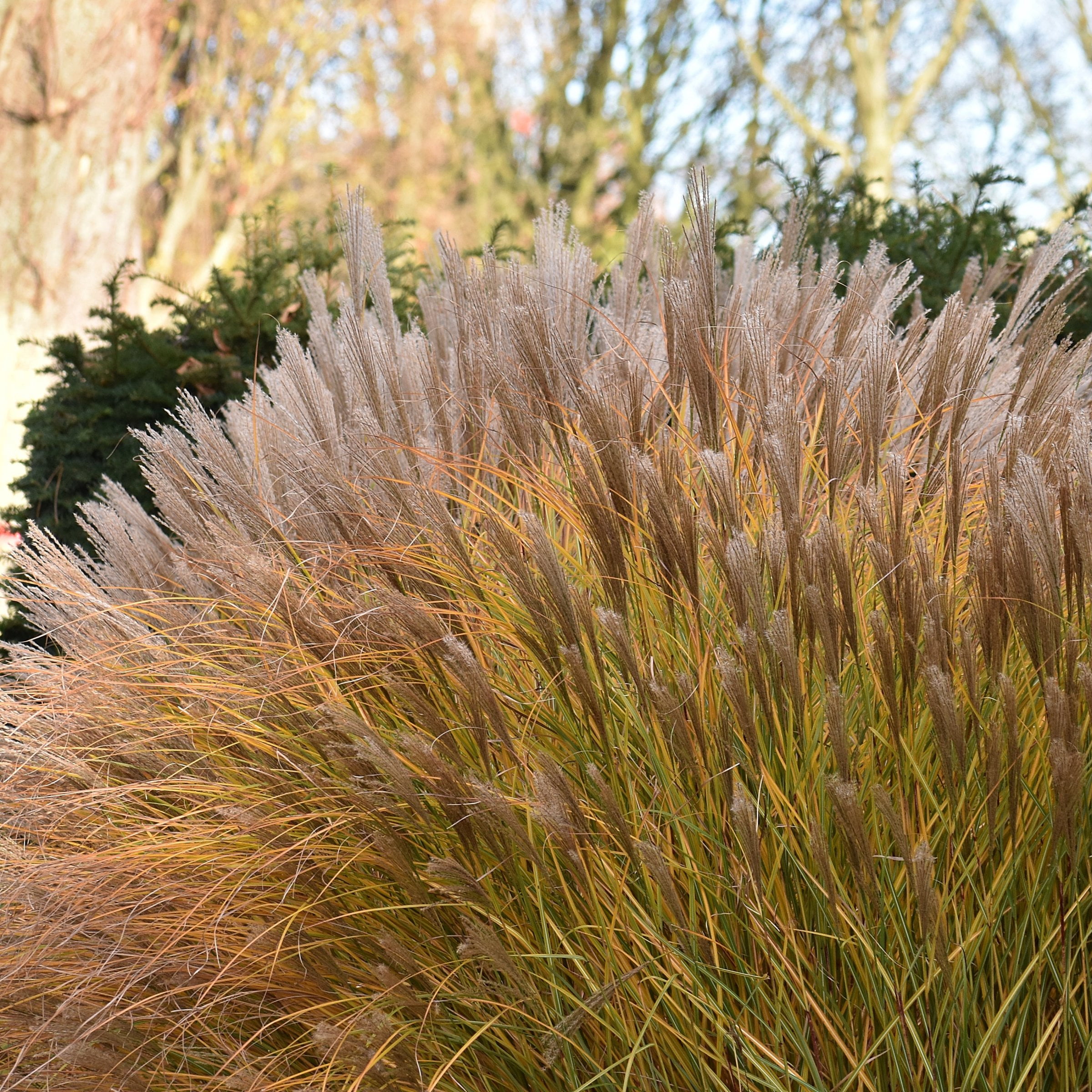 National Plant Network 4 in. Miscanthus Malepartus (3-Pack)