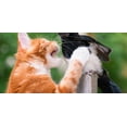 thumbnail image 6 of CatBib Bird Saving Cat Collar, Prevents Cats from Catching and Killing Birds, Colorful Wildlife Protection Bib, Small Rainbow, 6 of 6