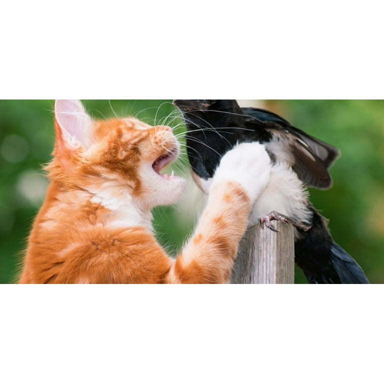 Cat Kills My Cat Caught A Bird CatBib Pet Supplies Care: Small