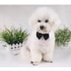 thumbnail image 4 of Collar de pajarita para mascotas, pajarita ajustable para perros y gatos, esmoquin formal para mascotas para perros pequeños, 4 of 5