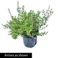 thumbnail image 4 of 1 Gal. Pot, Purrsian Blue Catmint Potted Flowering Perennial Plant - 1 plant per offer, 4 of 4