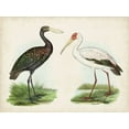 thumbnail image 2 of Unknown  18x15 Black Ornate Wood Framed with Double Matting Museum Art Print Titled - Antique Waterbirds I, 2 of 4