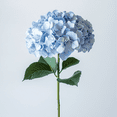 thumbnail image 3 of 10 Blue Hydrangea Flowers- Beautiful Fresh Cut Flowers- Express Delivery, 3 of 4