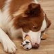 thumbnail image 5 of B Juguete Masticable Mascotas, Juguete Molar con Forma Animal Resistente a las Mordeduras, Juguete Peluche Entrenamiento Perros, Suministros Perros PequeñOs,Medianos y Grandes, 5 of 10