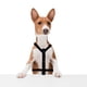 thumbnail image 4 of Arnés Para Perro Negro Estampado De Huellitas Talla Chica Importadora La Merced Ergonómico Altamente Resistente, 4 of 4