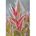 thumbnail image 2 of Paulson, Don 13x18 White Modern Wood Framed Museum Art Print Titled - Washington, Seabeck Frost on fall foliage, 2 of 4
