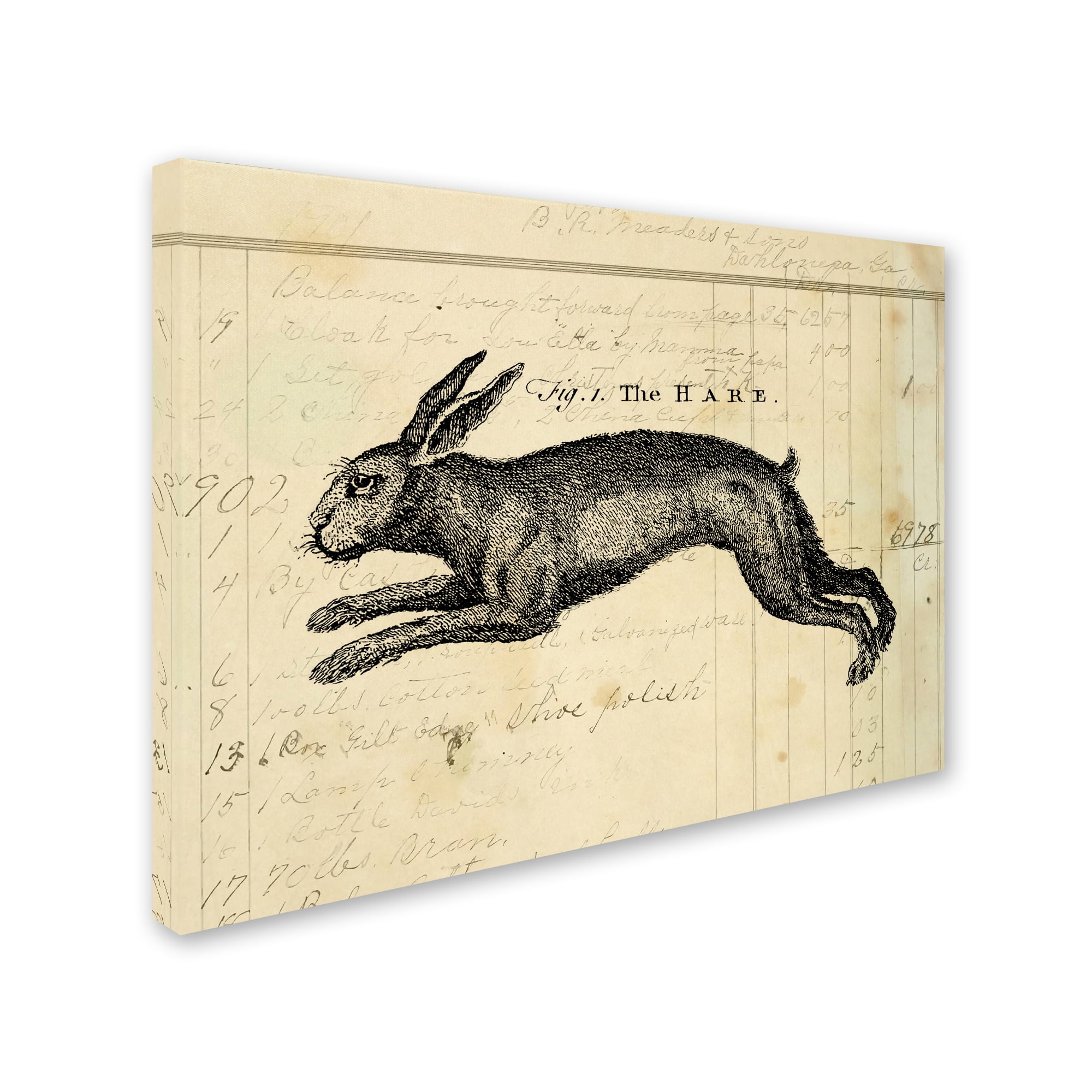 Trademark Fine Art 'The Hare' Canvas Art by Marcee Duggar