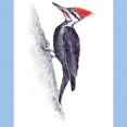 thumbnail image 3 of CafePress - Pileated Woodpecker Light T Shirt - Men's Classic Graphic T-Shirt, 3 of 4