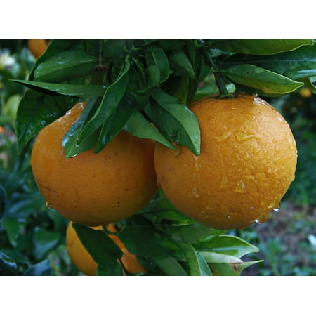 LAMINATED POSTER Naranjo Rain Orange Food Drops Of Rain Fruit Poster Print 24 x