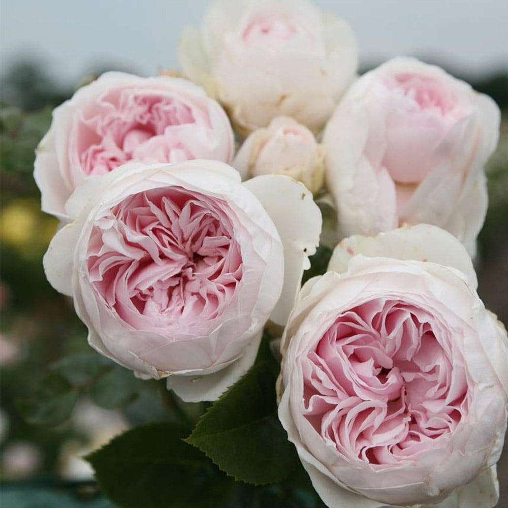 Heirloom Roses Rose Bush - The Parfuma® Earth Angel Floribunda Plant , Live Fragrant Plants For Outdoors , Pink Own Root Bushes For Planting , One Gallon Potted Outdoor Flowers