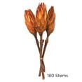 thumbnail image 5 of Vickerman 8-12" Nectarine Repens - Natural Stem -Bulk case, 180 pieces, Dried, 5 of 5