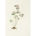 thumbnail image 3 of Mary Vaux Walcott 14x18 Black Modern Framed Museum Art Print Titled - Anemonella. (Syndesmon Thalictroides) (1925), 3 of 5