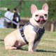 thumbnail image 5 of Greeniant Pet Harness Set Professional Breathable Reflective Walking Towing Accessories Vest Accessory Rope Outdoor Ropes Dog Leash Suministros para perros No.19 Greeniant PT002524-19, 5 of 6