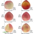 thumbnail image 3 of 6 Style Artificial Peaches Fake Fruit Home Party Wedding Table Decoration Faux Nectarine Lifelike Peach Model Set for Kitchen Cabinet Ornament Photography Prop, 3 of 3