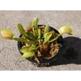 thumbnail image 2 of Joel's Carnivorous Outdoor Fly Trap Carnivorous Plant, 3 Count, 2 of 3