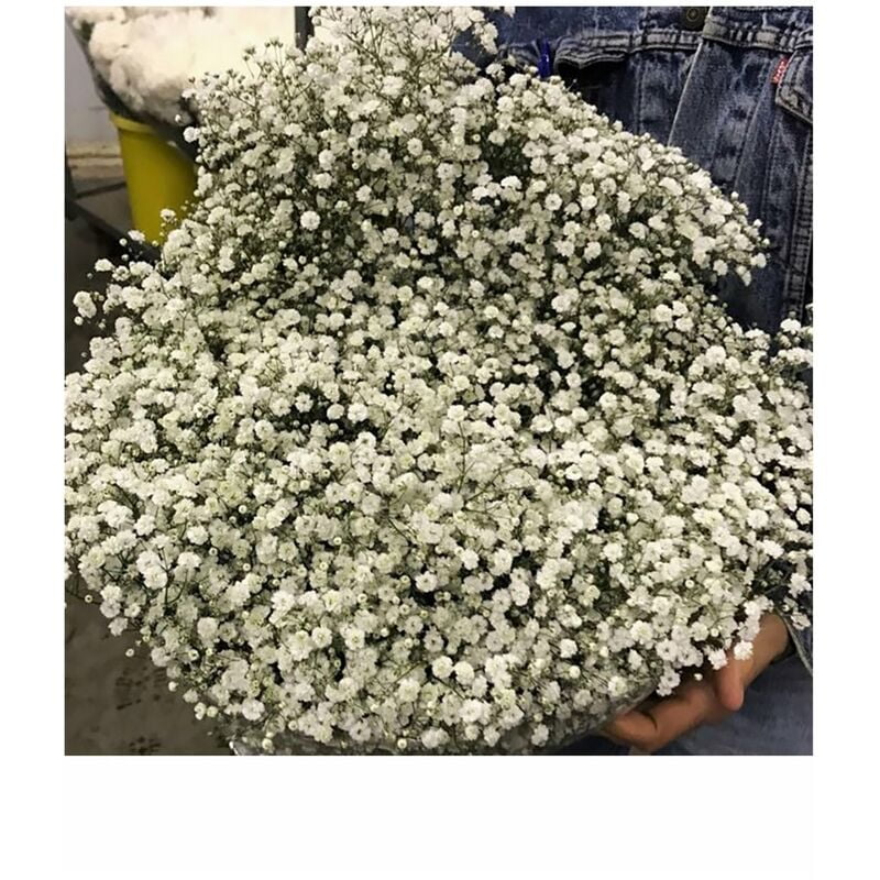 Paniculata Flor Natural Ramo de 25 tallos Blanco 80cm de alto Walmart en linea