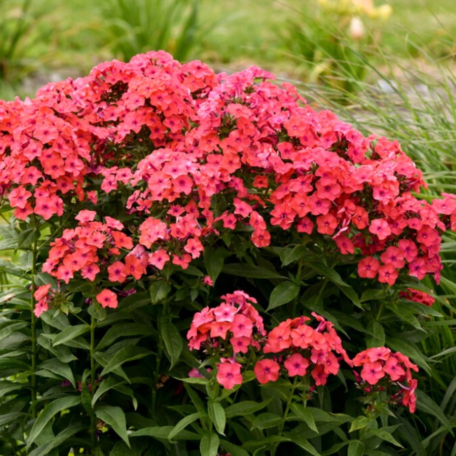 Proven Winners 6" Pink Luminary 'Sunset Coral' Tall Garden Phlox Live Plant in 7.5" Pot