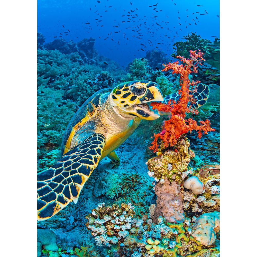 Coral Reef - 3 3D Magnet for Refrigerator, Whiteboard, Locker