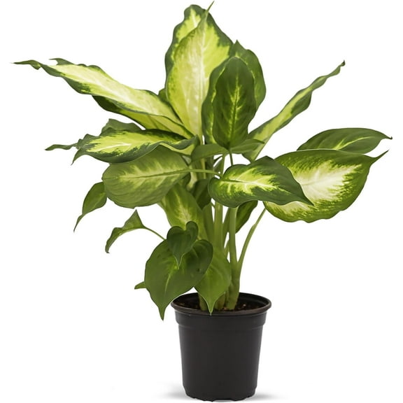 LOSSOM BOOM GARDEN CENTER Dieffenbachia Dumb Cane Palm Tree Live Plants Pot, Fully Rooted Plant