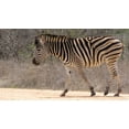 thumbnail image 2 of Dana Underdahl 18x12 White Modern Wood Framed Wall Art Titled - Safari Zebra II, 2 of 5