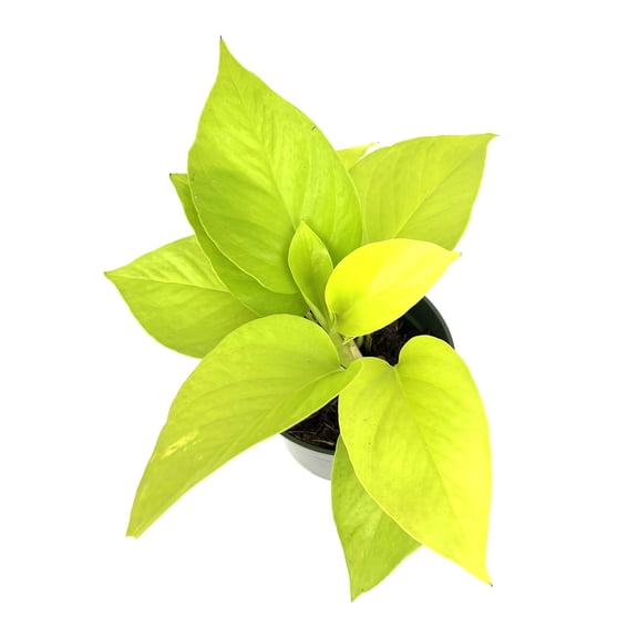 Neon Pothos Epipremnum Aureum Live Plants in 4in Pot, Easy Air Purifying House Plants