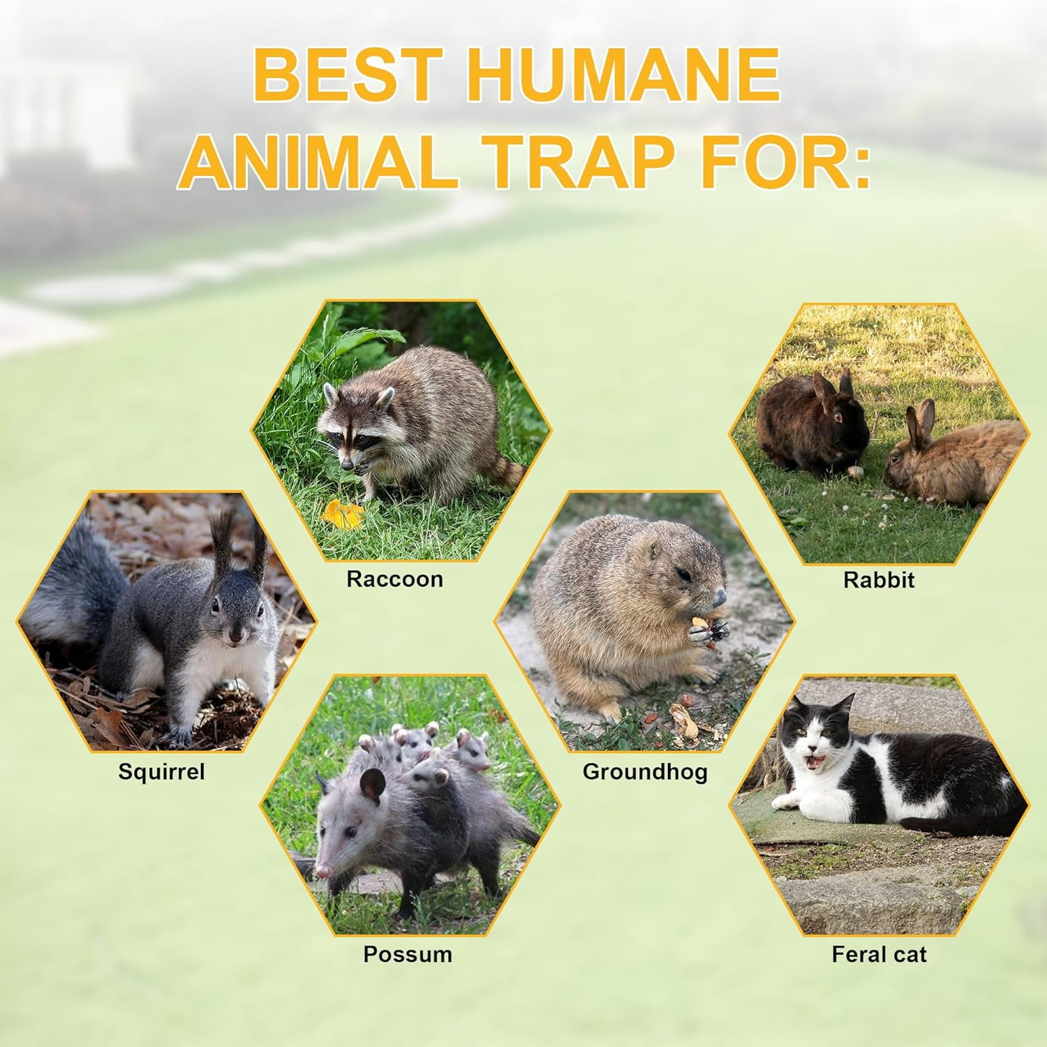 2-Pack H&B Cat Trap,Humane Feral Cat Traps,Live Animal Trap Cage,32X12 X10inch,Small Animal Trap,Catch and Release Stray Cats,Racoons,Squirrels,Rabbit,Foxs and More Rodents,Large(Silver)