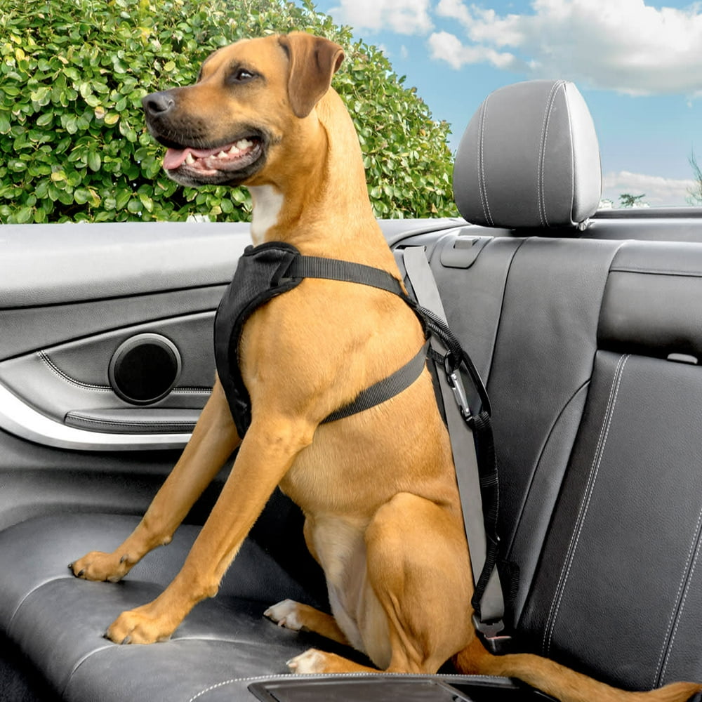 Premier Pet Pet Car Safety Tether Keeps Dog Secure in Any Vehicle