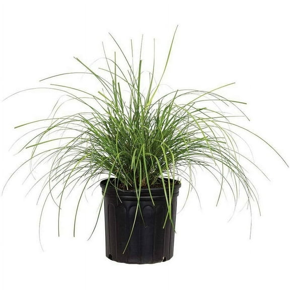 Expert Gardener Adagio Maiden Grass (2.5 Quart) Mid-Sized Ornamental Perennial with Airy Plumes - Full Sun Live Outdoor Plant