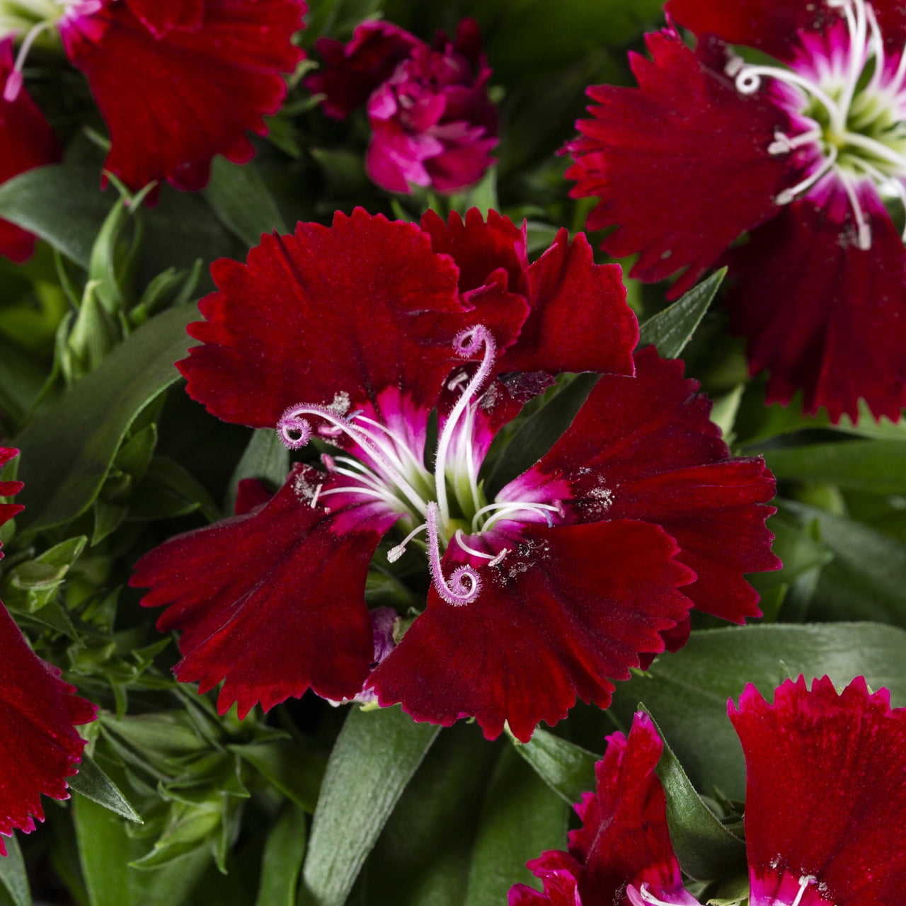 Expert Gardener 1PT Red Dianthus Live Annual Plant Sun 6-Pack