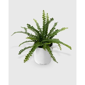 Fern 'Blue Star' - Live Air-Purifying Indoor Plant in Nursery Pot  Easy  Care, Low Maintenance Houseplant for Home & Office Decor, Natural Air  Cleaner, Best for Beginners (4"Pot, NurseryPot) - Walmart.com