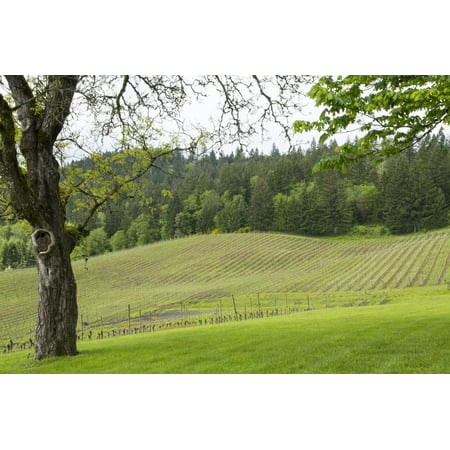 Oregon, Willamette Valley, Forest Grove. Pinot Noir Vines in Spring Print Wall Art By Emily