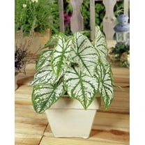10 White Christmas Caladium Bulbs for Planting - Perennial Hosta, Elephant Ears, Fancy (10 Bulbs)
