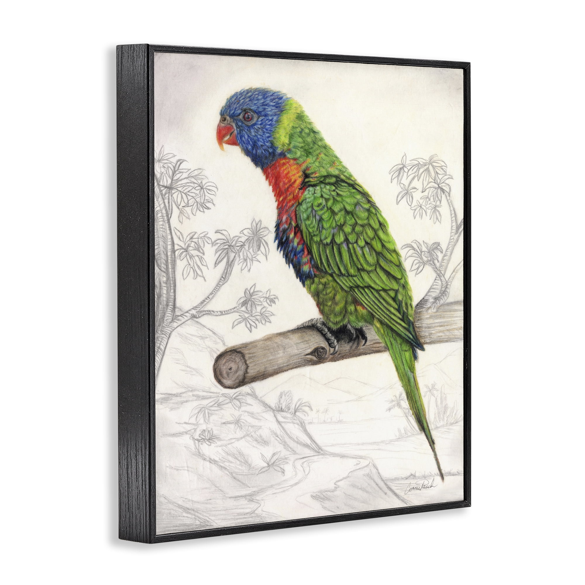 Stupell Industries Lorikeet Sketched Nature Animals & Insects Painting Black Framed Art Print Wall Art, 16 x 20