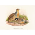 thumbnail image 2 of John Gould 18x14 Gold Ornate Wood Frame and Double Matted Museum Art Print Titled - Addix Barbata (Daurian Partridge), 2 of 4