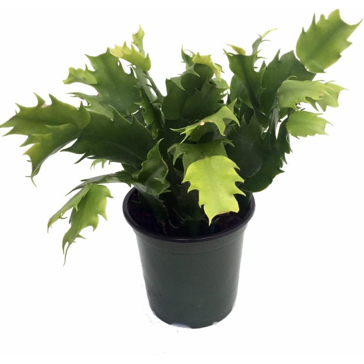 Yellow Christmas Cactus Plant Zygocactus 4" Pot