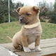 thumbnail image 5 of Collar de cuero con brillantes incrustaciones de cristales para perros y gatitos, 5 of 5