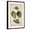 Black Frame, variant on Art.com Vintage Shell Study III Art Print by Martini, 12" x 18"