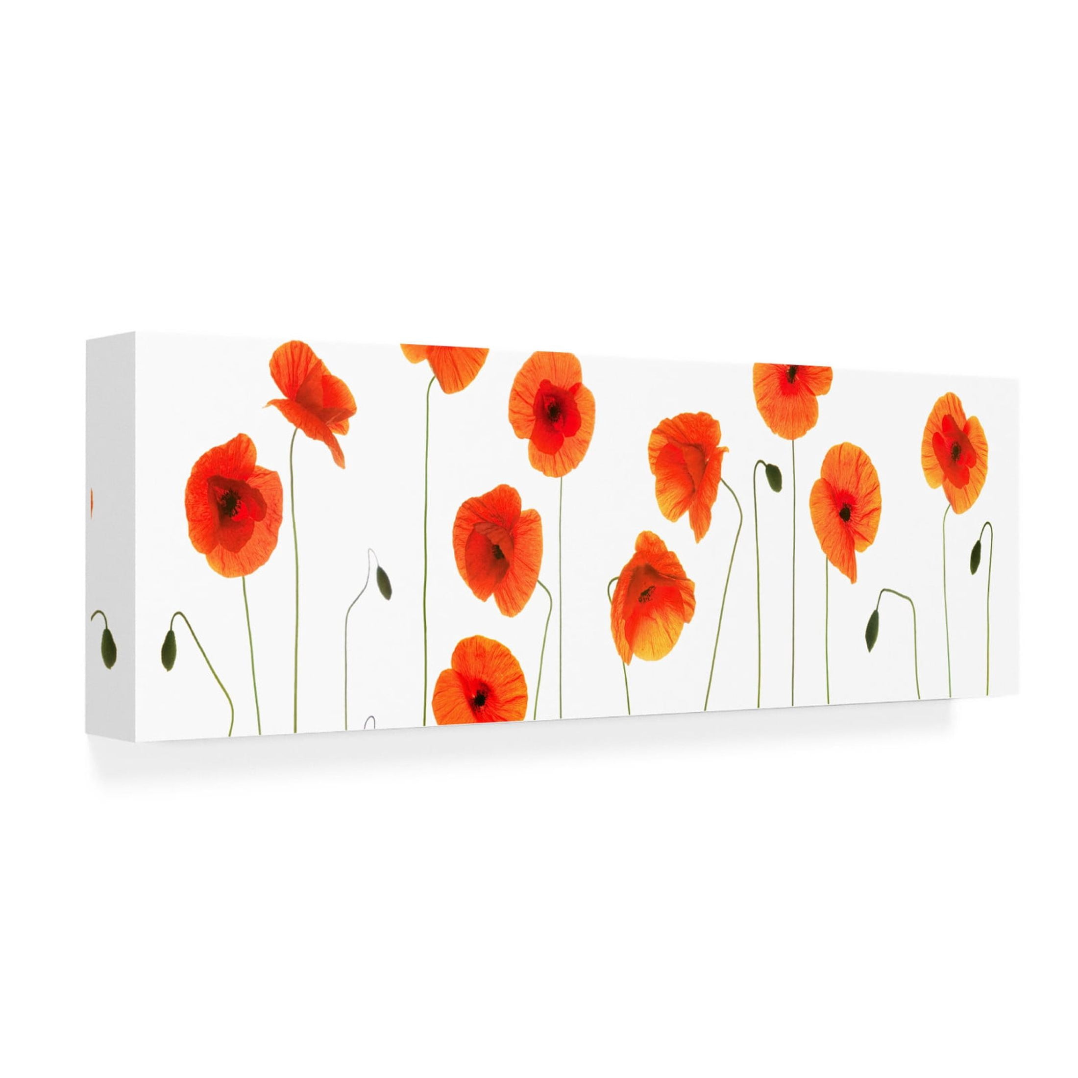 Canvas Wall Art - Tom Quartermaine 'Row of Poppies on White' Wall Art for Living Room, Bedroom, or Office Décor by Trademark Fine Art - 32 x 10 Inches