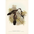 thumbnail image 2 of Gould, John 13x18 Black Modern Framed Museum Art Print Titled - Chestnut-crowned Pomatorhinus-Pomatorhinus ruficeps, 2 of 4