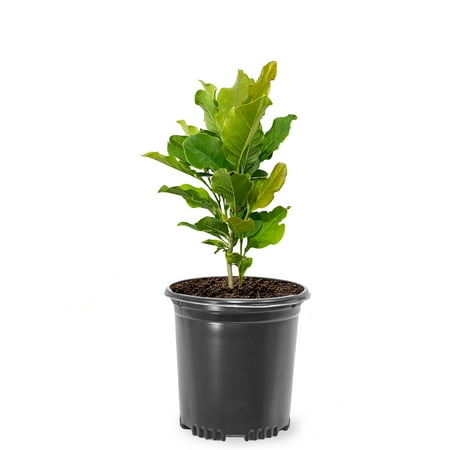 Expert Gardener 1-1.5 ft tall Ann Japanese Magnolia Live Tree in 1-Gallon Grower Pot