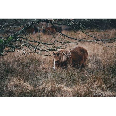 - Canvas Print Grass Pony Horse Grazing Pasture Farm Animal Stretched Canvas 10 x 14