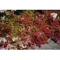 thumbnail image 2 of Coral Carpet Sedum - Stonecrop - Gallon Pot, 2 of 3