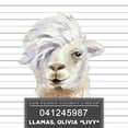 thumbnail image 2 of Loreth, Lanie 12x12 White Modern Wood Framed Museum Art Print Titled - Llamas Livy, 2 of 4