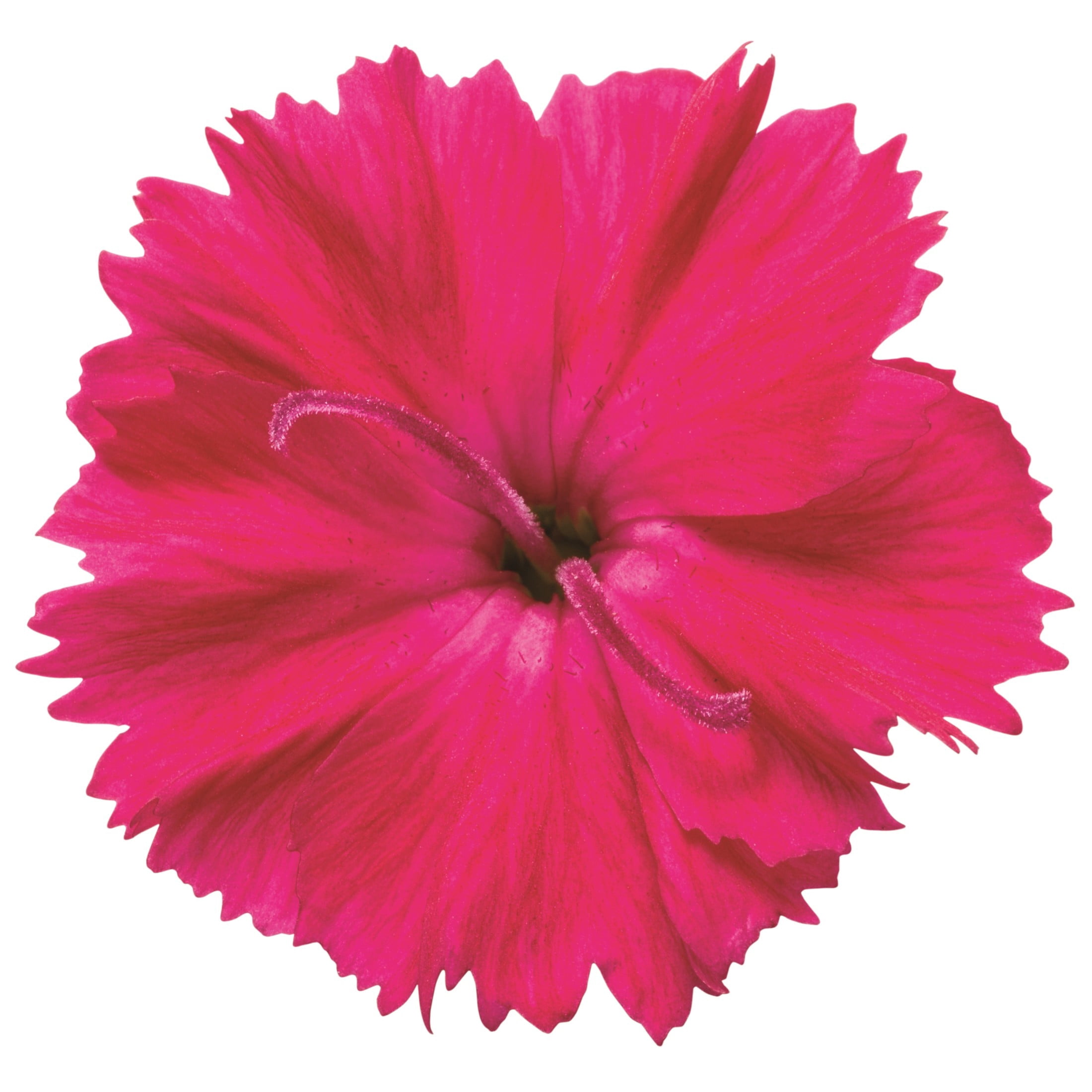 Proven Winners 6" Pink 'Paint the Town Red' Pinks Live Plant in 6.5" Pot