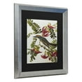 thumbnail image 2 of Trademark Fine Art 'Gray Tyrant Gray Kingbird' Canvas Art by John James Audubon, 2 of 4