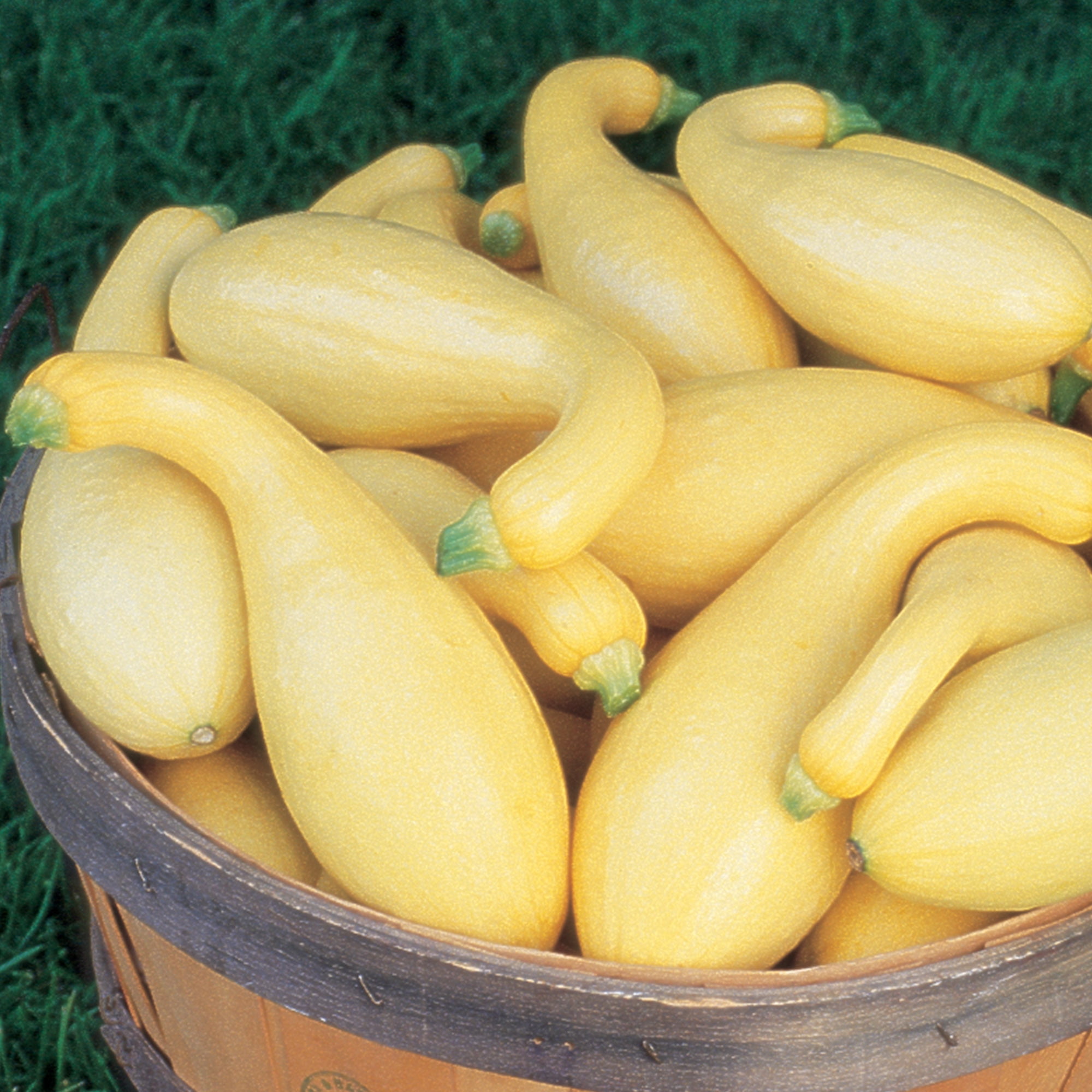 Burpee Pic-N-Pic Hybrid Summer Squash Vegetable Seed, 1-Pack