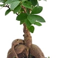 thumbnail image 3 of Arcadia Garden Products Live Ginseng Ficus in 5" Speckled Splash Ceramic Planter, Black, 3 of 4