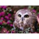 thumbnail image 1 of Diamond Painting (DE5071) Resina Animal Mosaico Rhinestone Trabajo hecho a mano (LD506 Night Bird) 30x40cm FLhrweasw Nuevo, 1 of 1